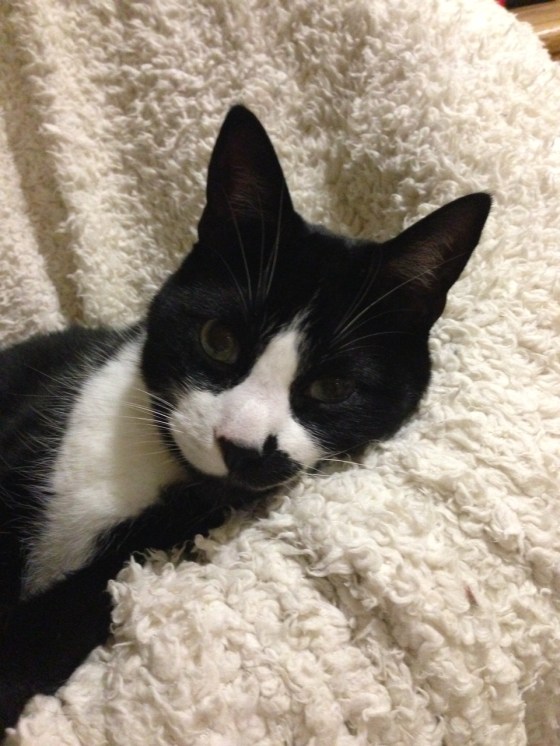 Mack the Cat in his favorite spot