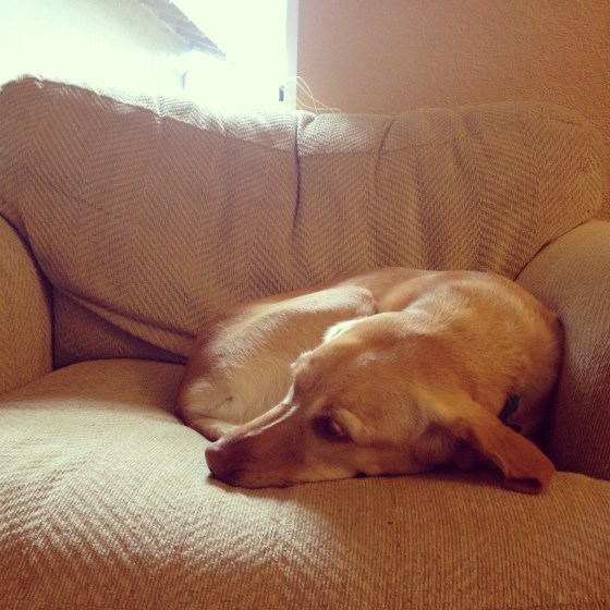 My other snuggly puppy