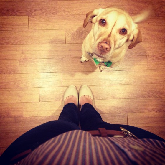 Nala's bored with my #ootd  photo shots.